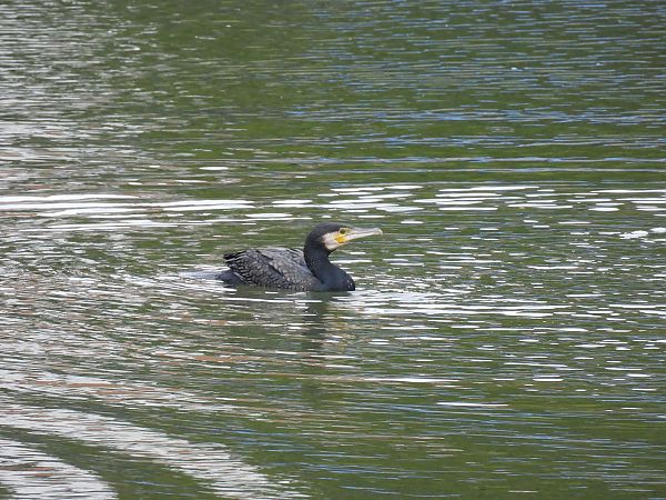 Ubarroi handia  - Juana Oyanguren