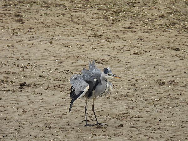 Koartza hauskara  - Juana Oyanguren