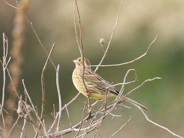 Hesi-berdantza  - Juana Oyanguren