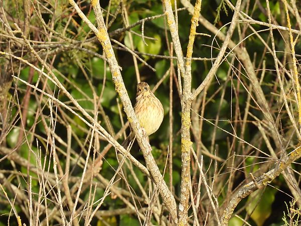 Hesi-berdantza  - Juana Oyanguren