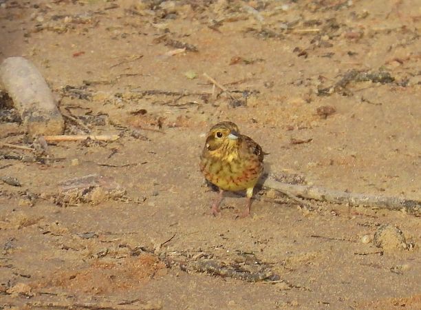Hesi-berdantza  - Juana Oyanguren
