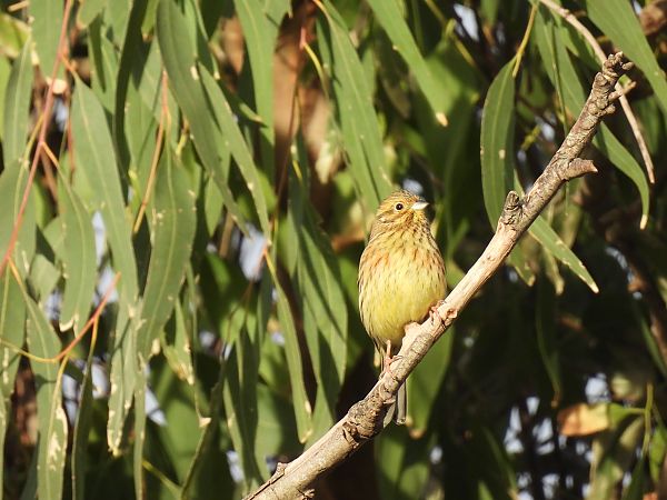 Hesi-berdantza  - Juana Oyanguren