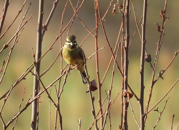 Hesi-berdantza  - Juana Oyanguren