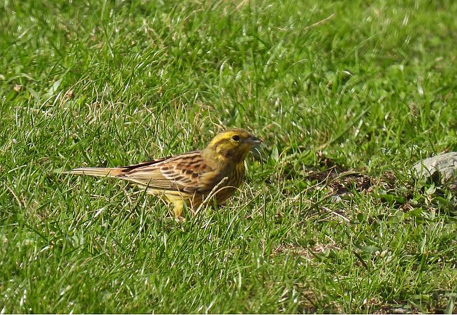 Berdantza horia  - Juana Oyanguren