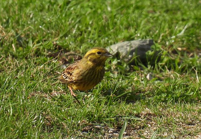Berdantza horia  - Juana Oyanguren