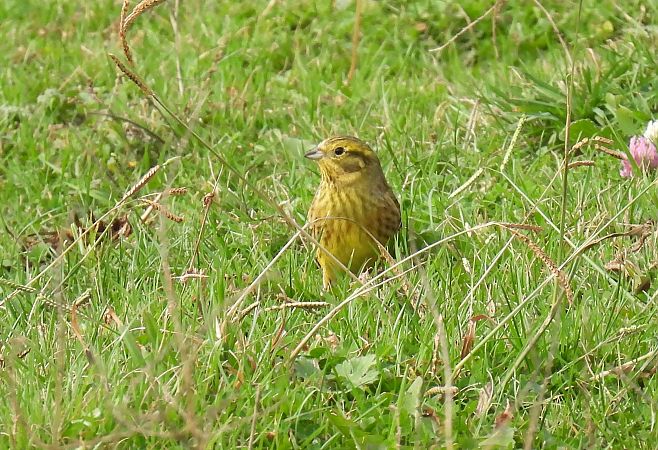 Berdantza horia  - Juana Oyanguren