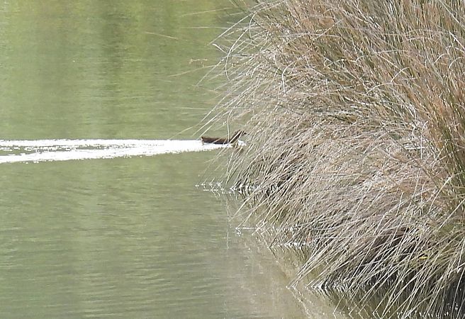 Anatini sp.  - Juana Oyanguren
