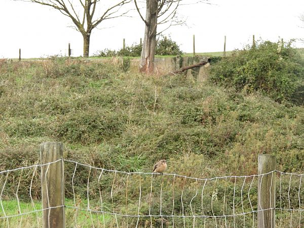 Pitxartxar burubeltza  - Juana Oyanguren