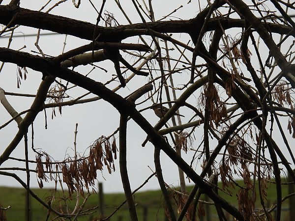 Txonta arrunta  - Juana Oyanguren