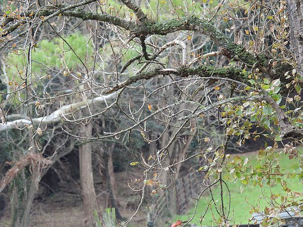 Txantxangorria  - Juana Oyanguren