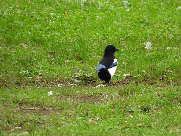 Mika  - Juana Oyanguren