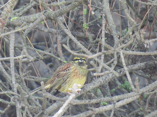 Hesi-berdantza  - Juana Oyanguren