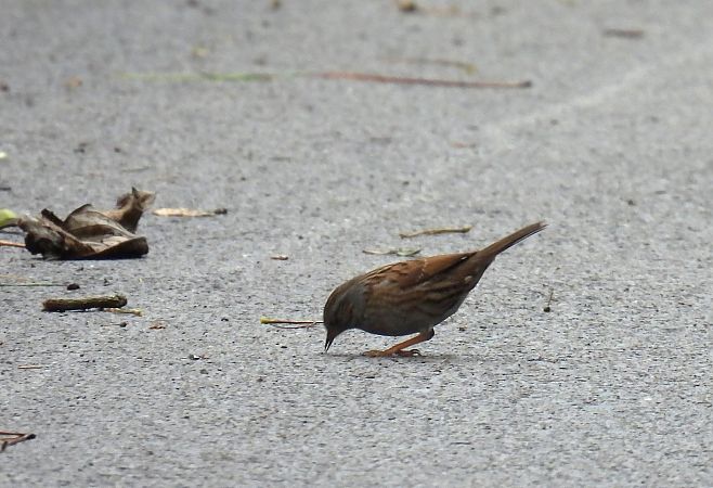 Tuntun arrunta  - Juana Oyanguren