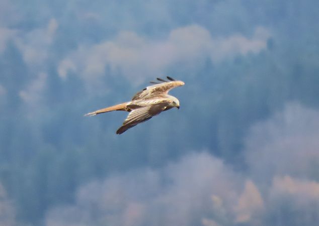 Miru gorria  - Juana Oyanguren