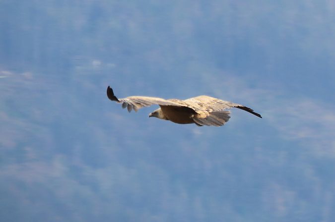 Sai arrea  - Juana Oyanguren