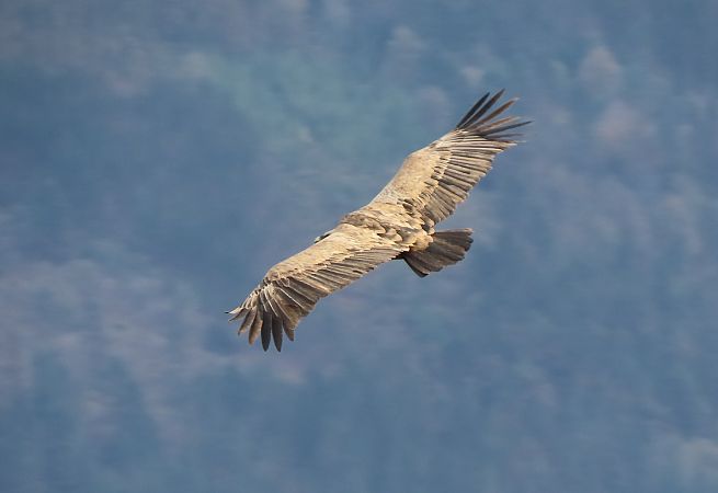 Sai arrea  - Juana Oyanguren