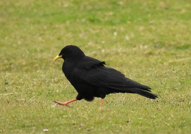 Belatxinga mokohoria  - Juana Oyanguren