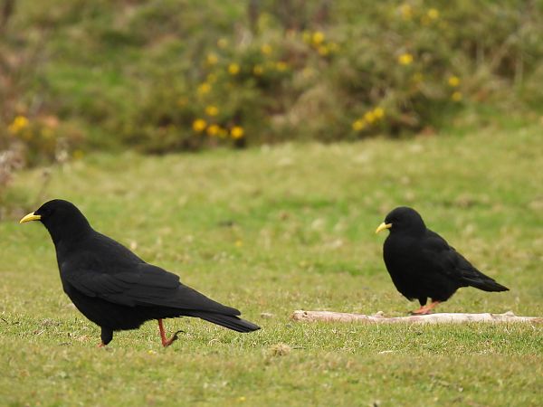 Belatxinga mokohoria  - Juana Oyanguren