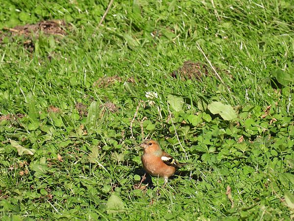 Txonta arrunta  - Juana Oyanguren