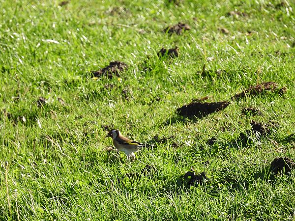 Kardantxiloa  - Juana Oyanguren