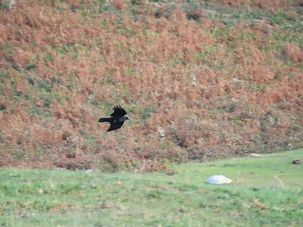 Belabeltza  - Juana Oyanguren