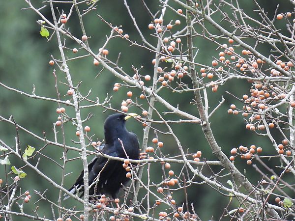 Belatxinga mokohoria  - Juana Oyanguren