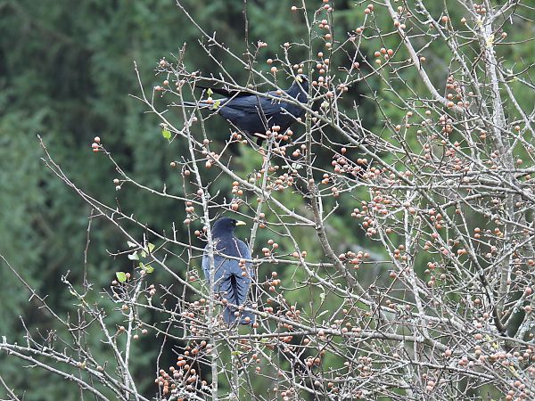 Belatxinga mokohoria  - Juana Oyanguren