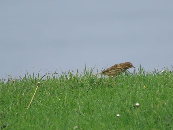 Negu-txirta  - Juana Oyanguren