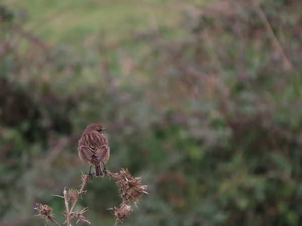 Pitxartxar burubeltza  - Juana Oyanguren