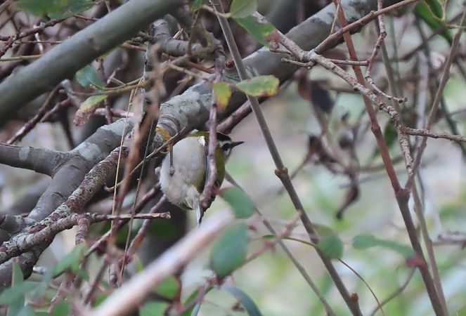 Erregetxo bekainzuria  - Juana Oyanguren