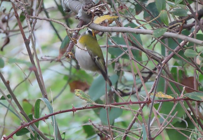 Erregetxo bekainzuria  - Juana Oyanguren