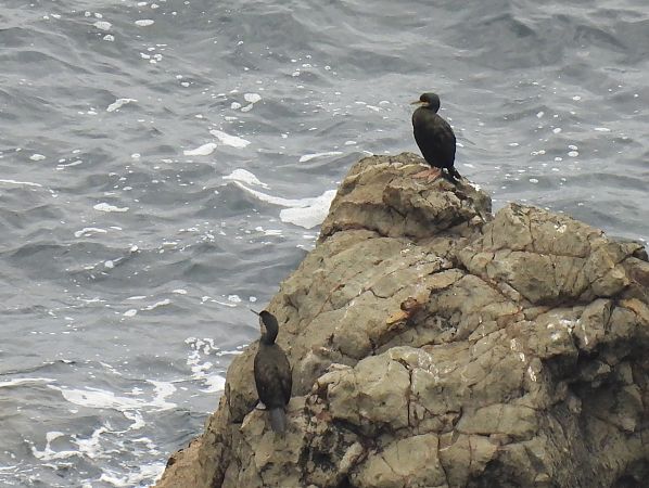 Ubarroi mottoduna  - Juana Oyanguren