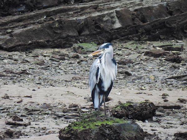 Koartza hauskara  - Juana Oyanguren