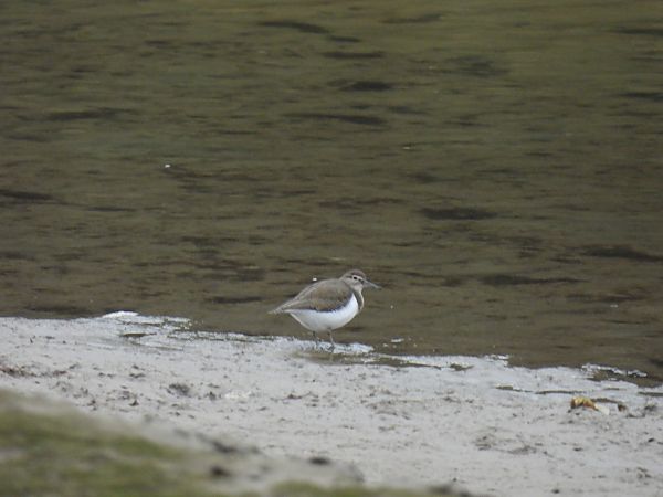 Kuliska txikia  - Juana Oyanguren