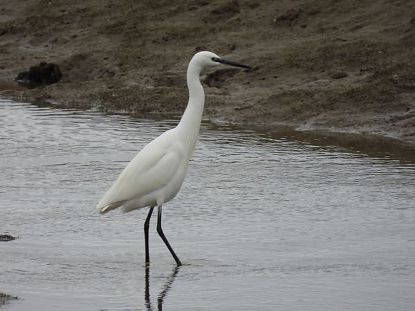 Koartzatxo txikia  - Juana Oyanguren