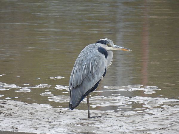 Koartza hauskara  - Juana Oyanguren