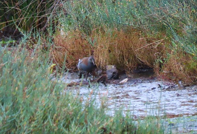 Uroilanda handia  - Juana Oyanguren