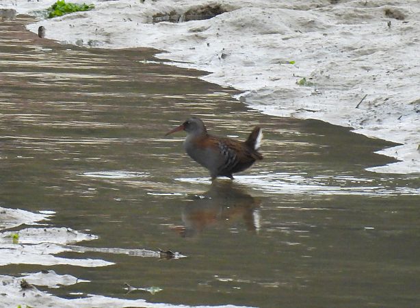 Uroilanda handia  - Juana Oyanguren