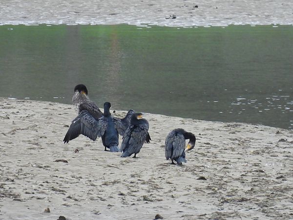 Ubarroi handia  - Juana Oyanguren