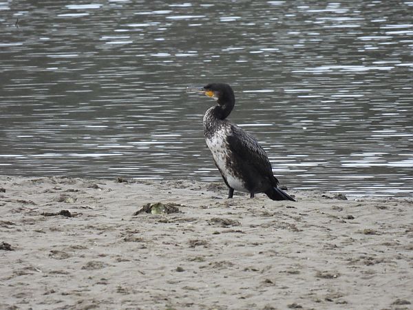 Ubarroi handia  - Juana Oyanguren