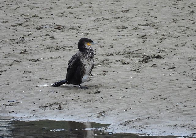 Ubarroi handia  - Juana Oyanguren