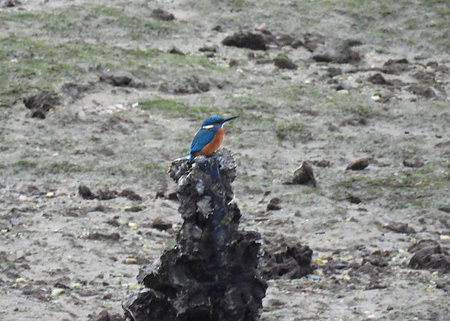 Martin arrantzalea  - Juana Oyanguren