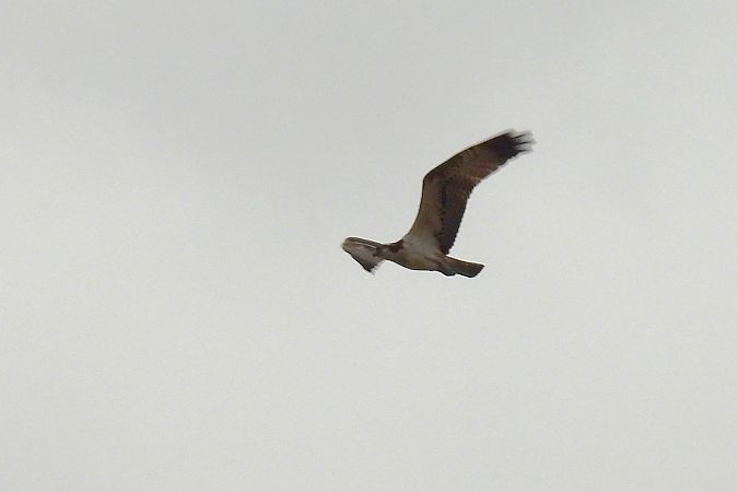 Arrano arrantzalea  - Juana Oyanguren