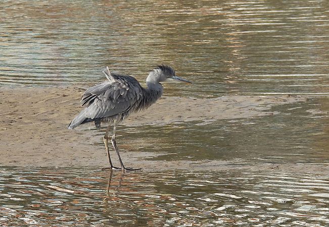 Koartza hauskara  - Juana Oyanguren