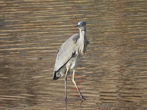 Koartza hauskara  - Juana Oyanguren