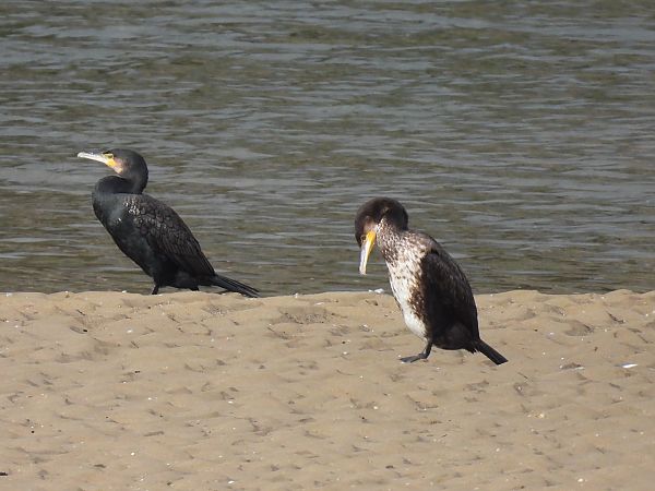 Ubarroi handia  - Juana Oyanguren