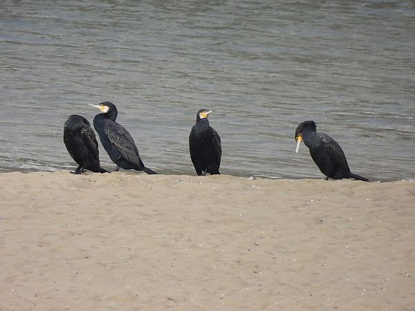 Ubarroi handia  - Juana Oyanguren