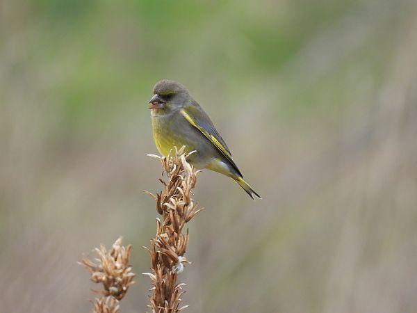 Txorru arrunta  - Juana Oyanguren