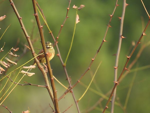 Hesi-berdantza  - Juana Oyanguren