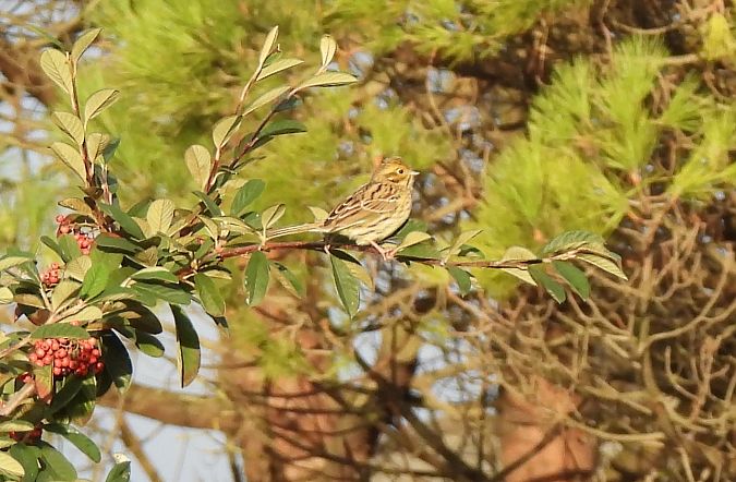 Hesi-berdantza  - Juana Oyanguren